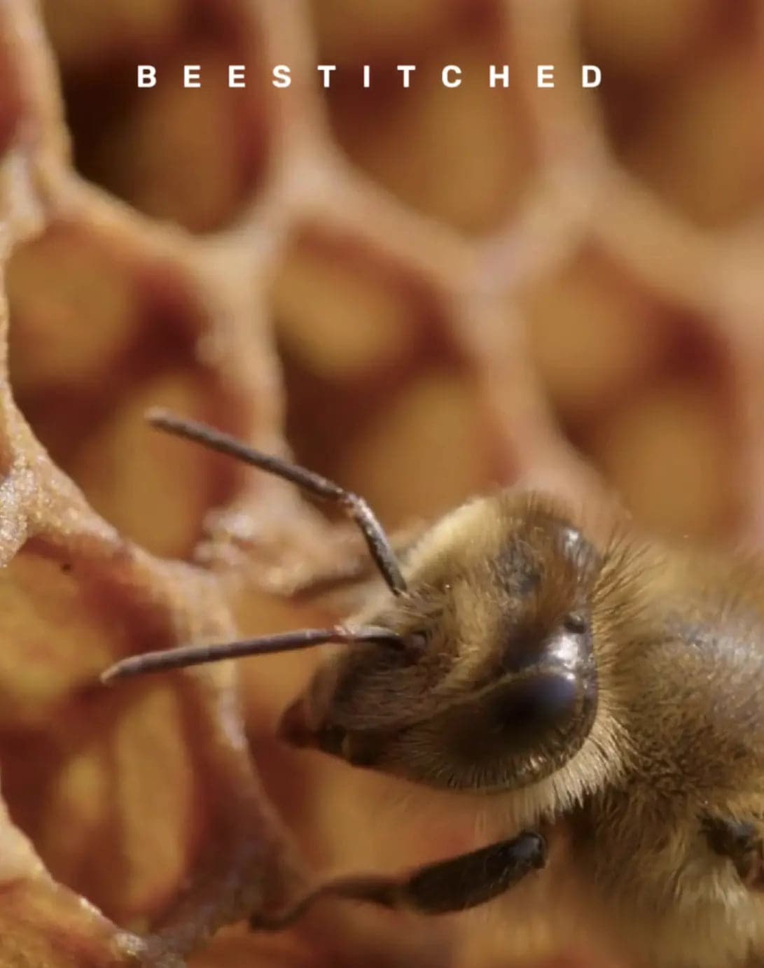 Buzzworthy E-Gift Cards: Give the Gift of Bee-inspired style - BeeStitched